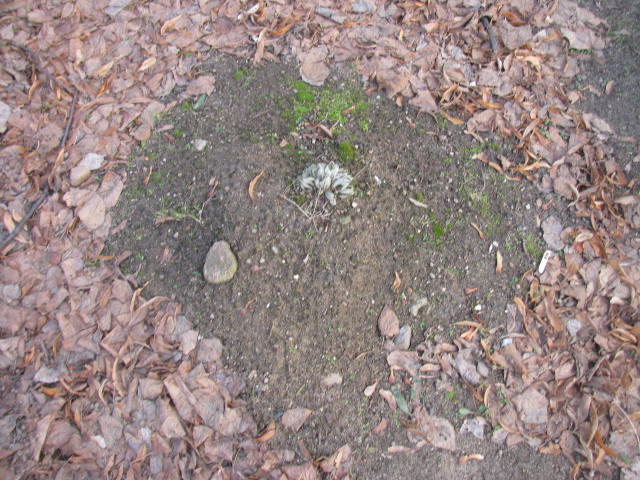  NN Wołów - Grobonet - Wyszukiwarka osób pochowanych